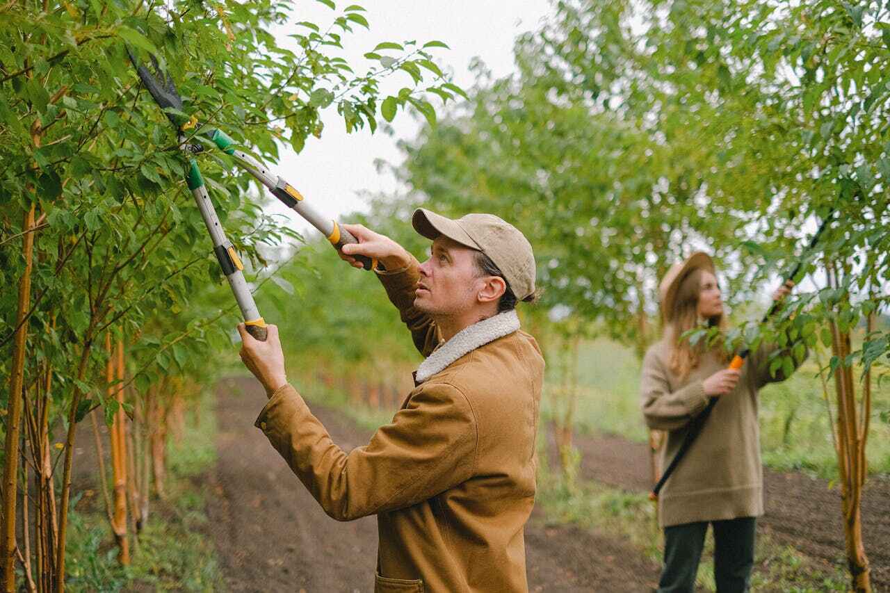 Professional Tree Service in Bel Ridge, MO